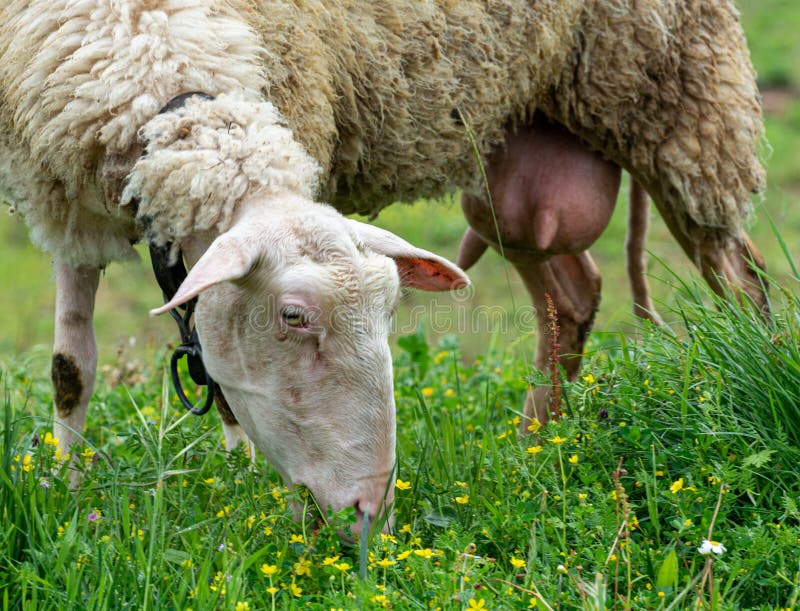 Organic cheese farm, sheep grazing green grass on pasture in Greece