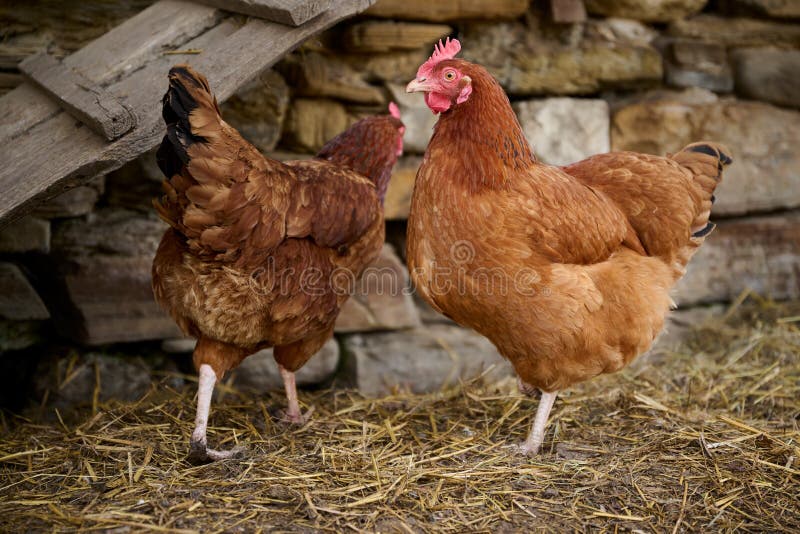 Organic Chicken Farming without Antibiotics Stock Photo Image of