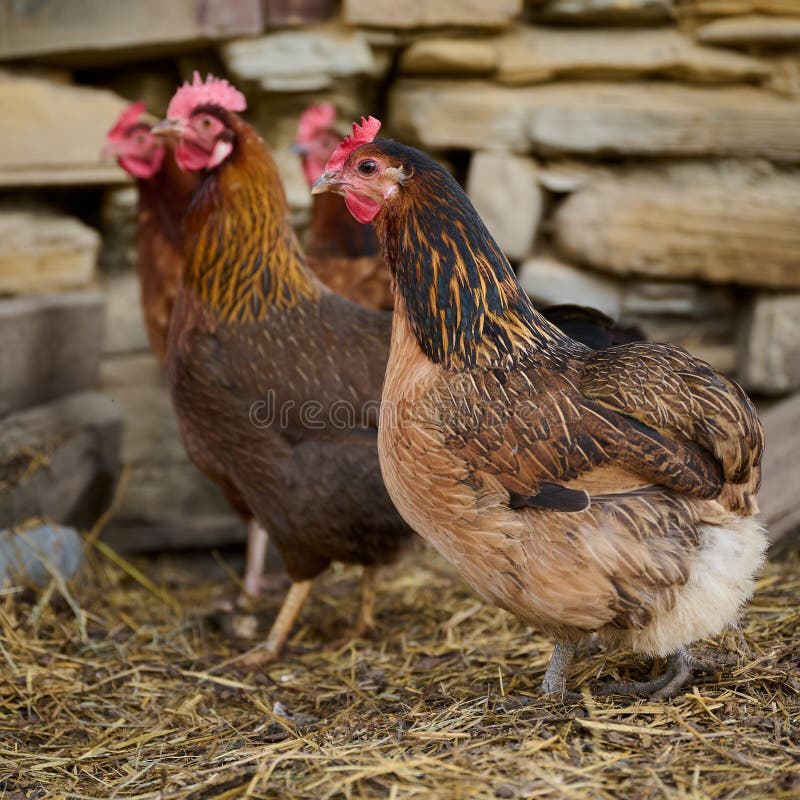 Organic Chicken Farming without Antibiotics Stock Image Image of