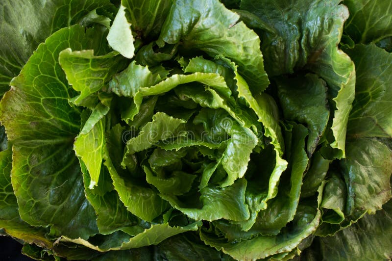 Organic Collard Greens. Bunch of collard green leaves in farmers market close up image stock image