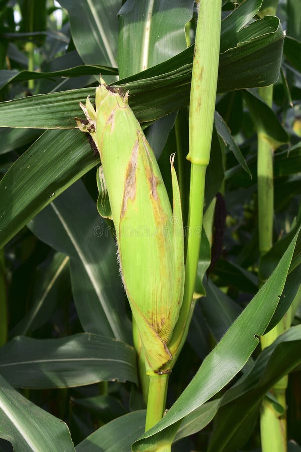 Organic corn farm in India stock photo. Image of growing 255727056
