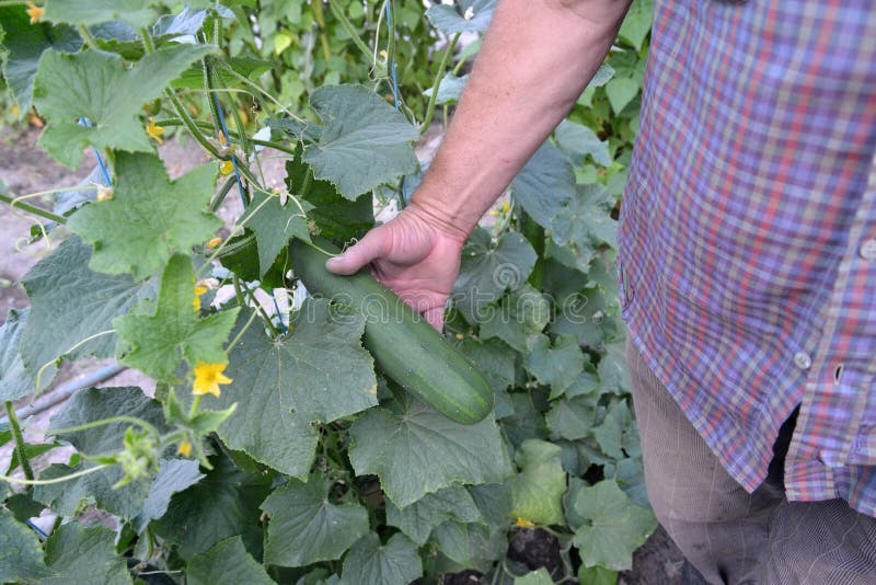 Organic cucumber