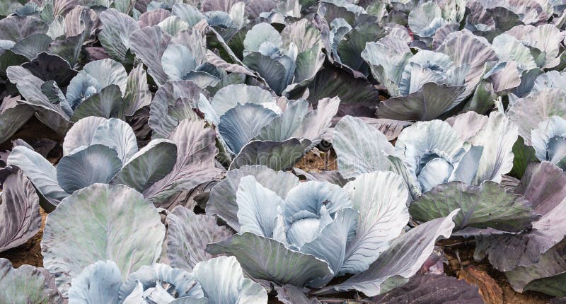 Organic cultivated red cabbages from close