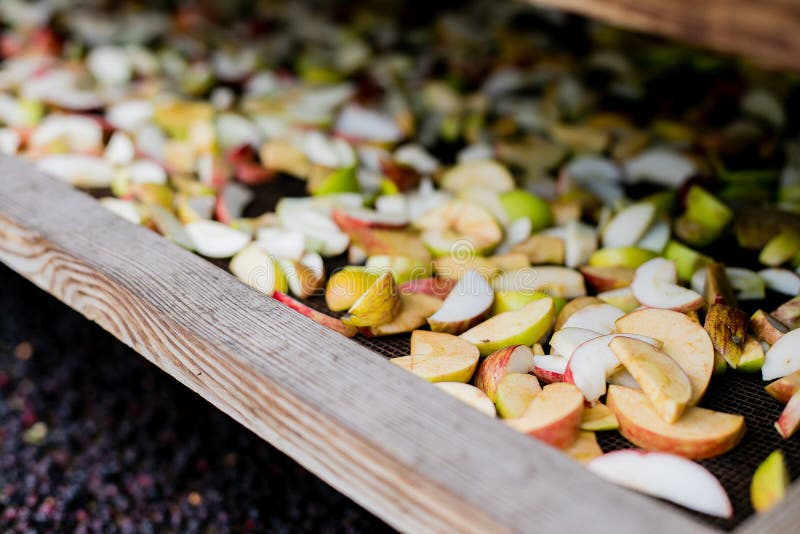 Organic Dry Apples. Homemade Process of Drying Fruits Stock Photo