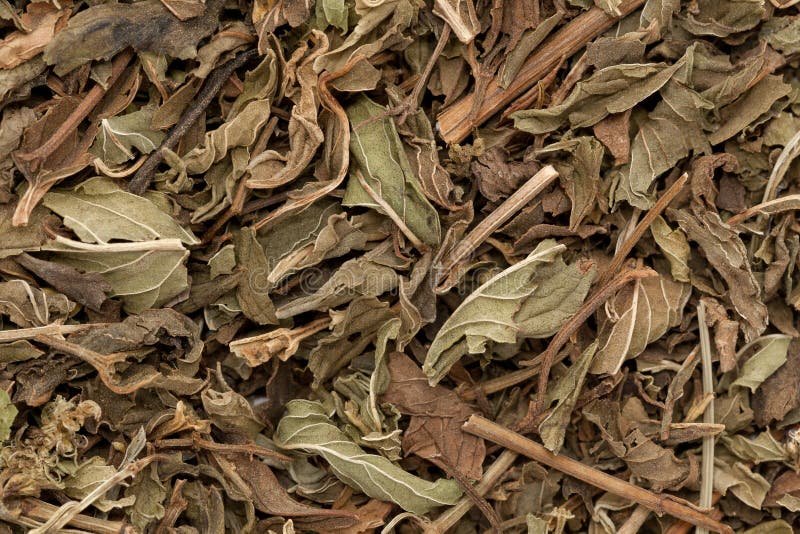 Organic dry green spearmint leaves (Mentha spicata).
