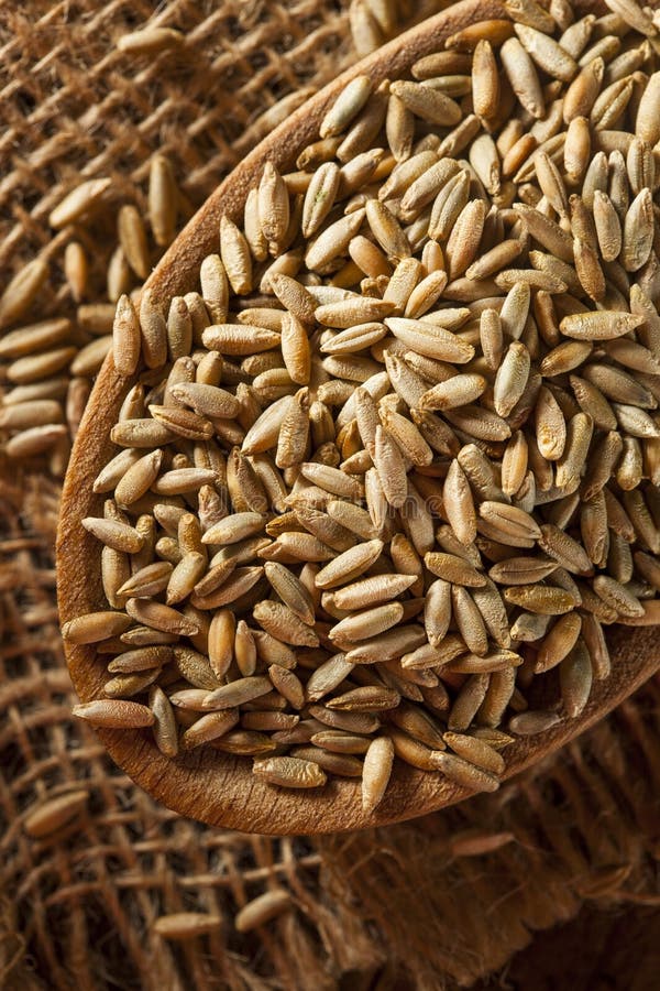Organic Dry Raw Rye Grain stock image. Image of agriculture 47103235
