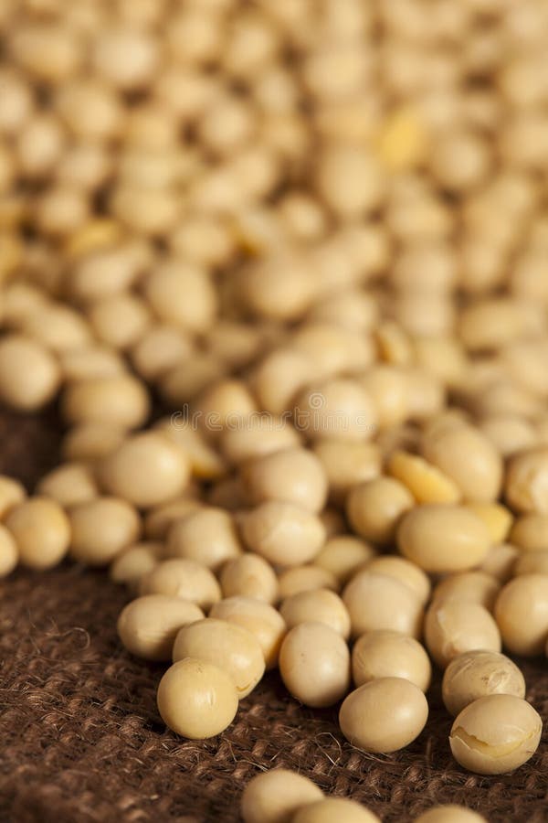 Organic Dry Soy Beans stock image. Image of soybeans 32391617