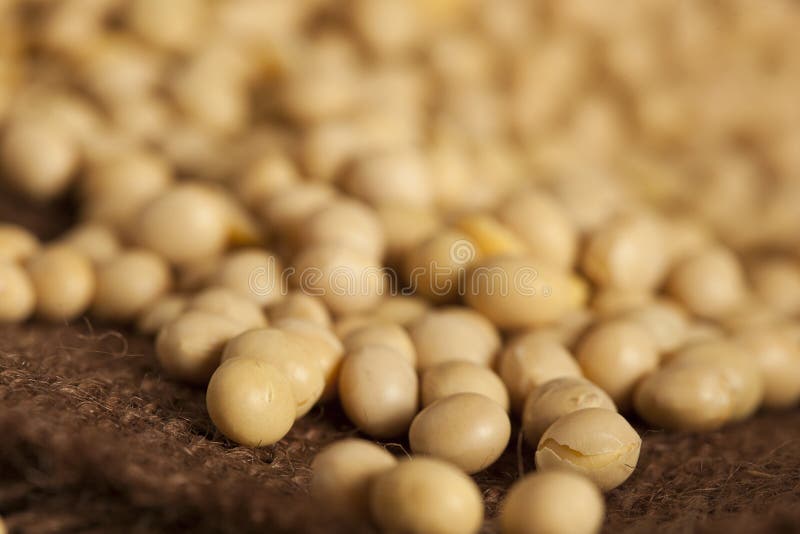 Organic Dry Soy Beans stock photo. Image of ingredient 32391630