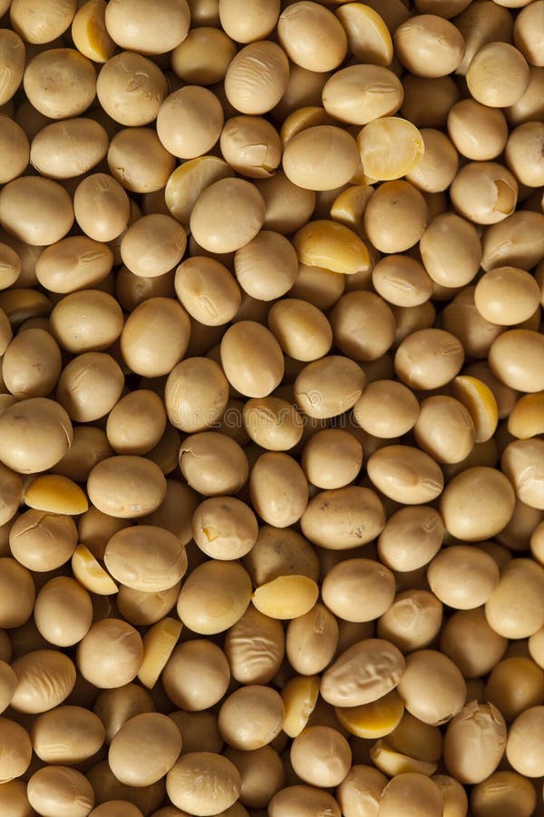 Organic Dry Soy Beans stock image. Image of produce, soybeans 32393307