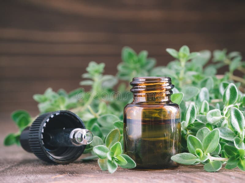 Organic Essential Thyme Oil with Green Leaves Stock Image Image of