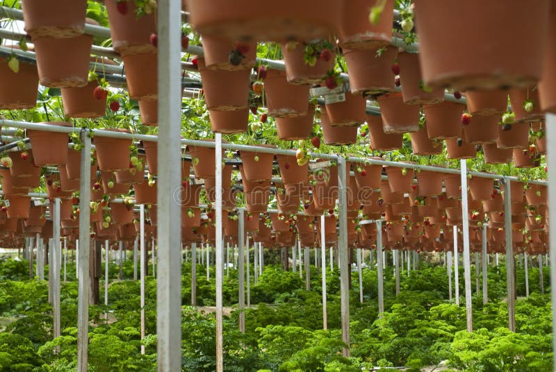 Organic Farm royalty free stock photo