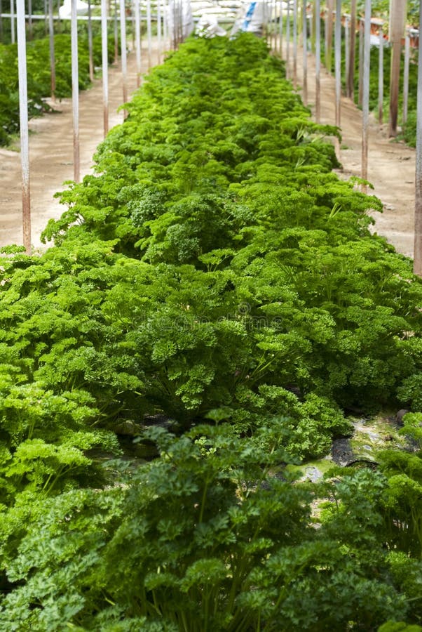 Organic Farm royalty free stock image