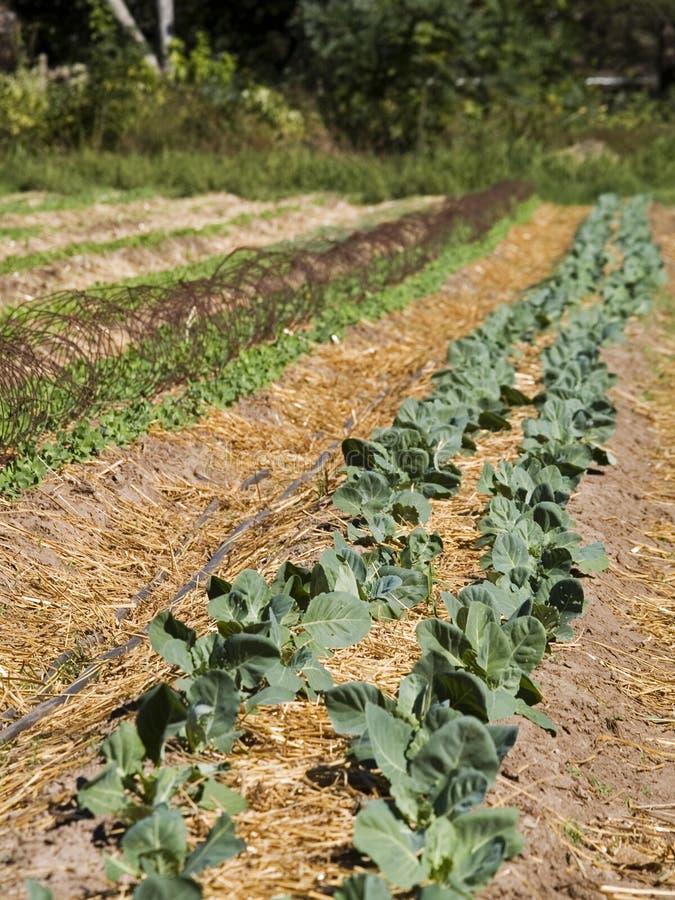 Organic farm royalty free stock image