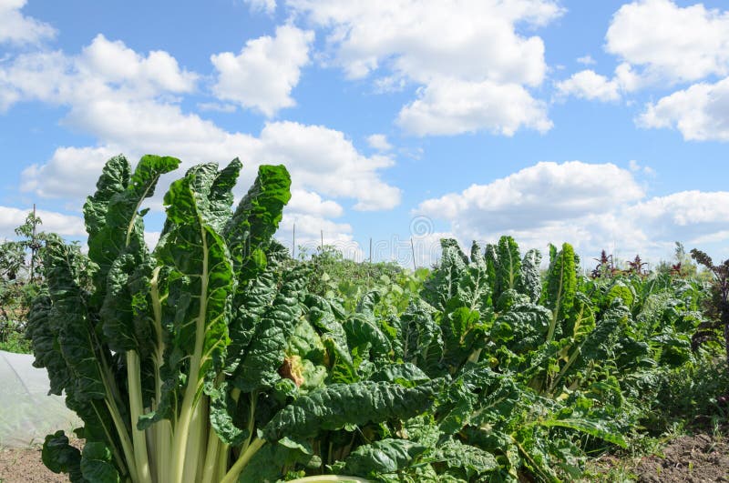 Organic Farm stock images