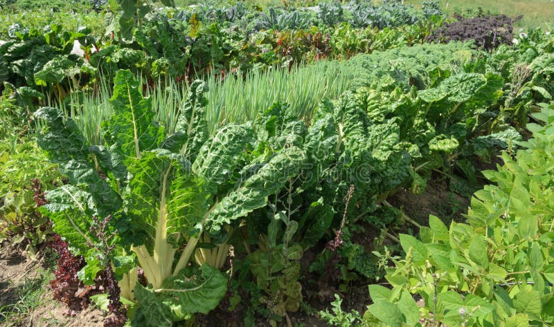 Organic Farm stock images