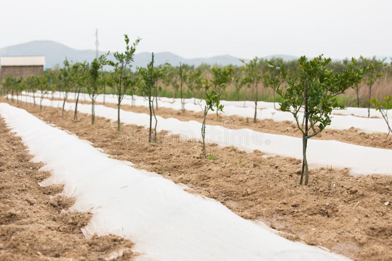 Organic farm. Ecological agriculture royalty free stock image