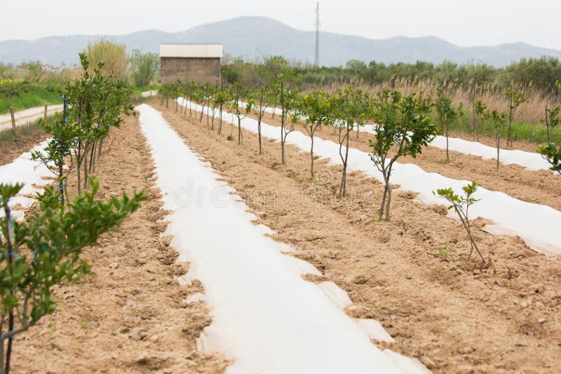 Organic farm. Ecological agriculture stock photos