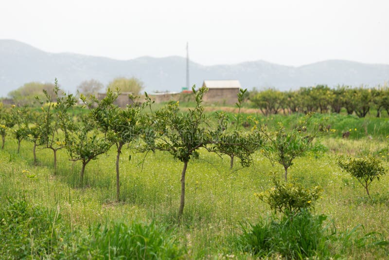 Organic farm. Ecological agriculture royalty free stock photos