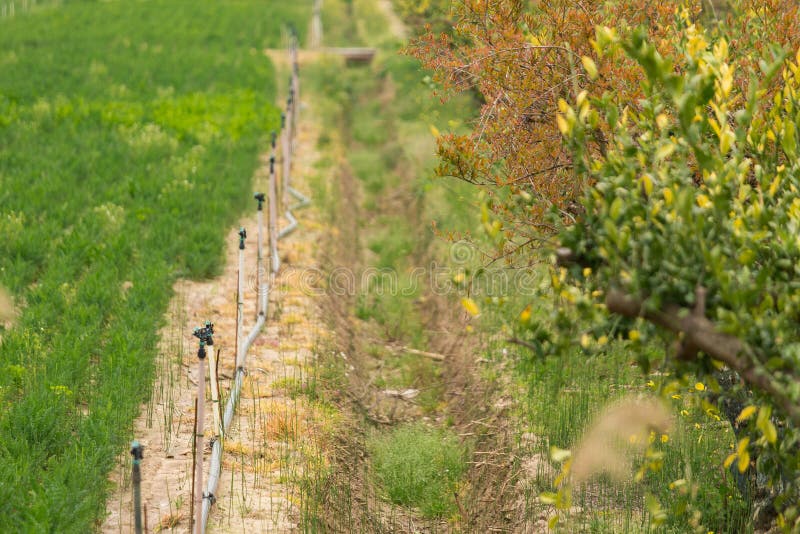 Organic farm with irrigation system. stock images
