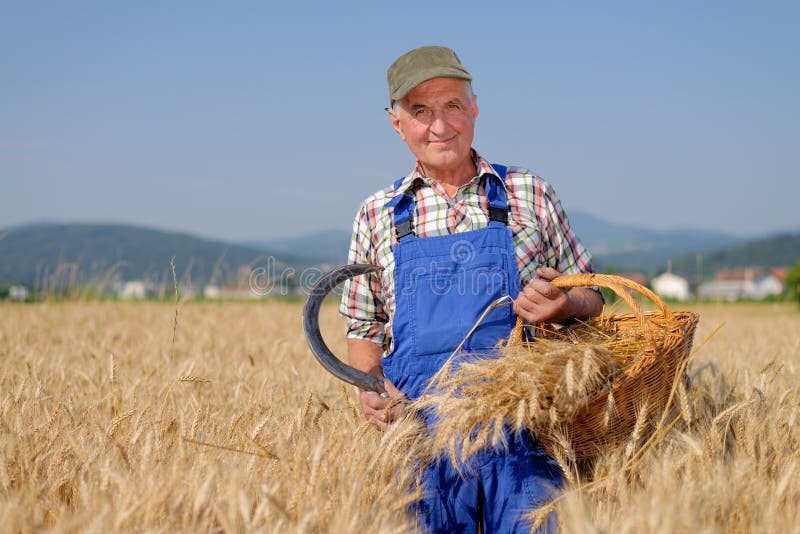 Farmer in a wheat field stock image. Image of agricultural 5311197