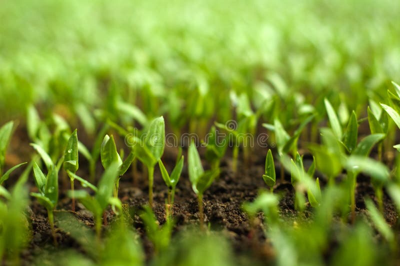 Ekologické zemědělství pepře v green house.