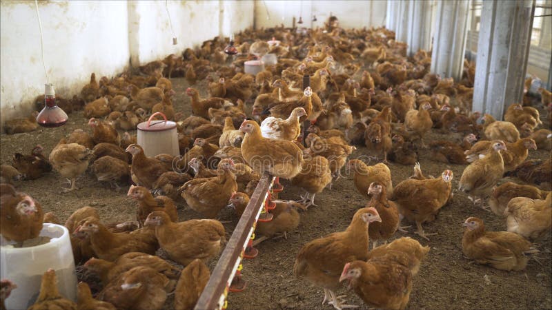 Organic farming, animal rights, back to nature concept. Group of free-range chicken freely grazing outside of organic farm