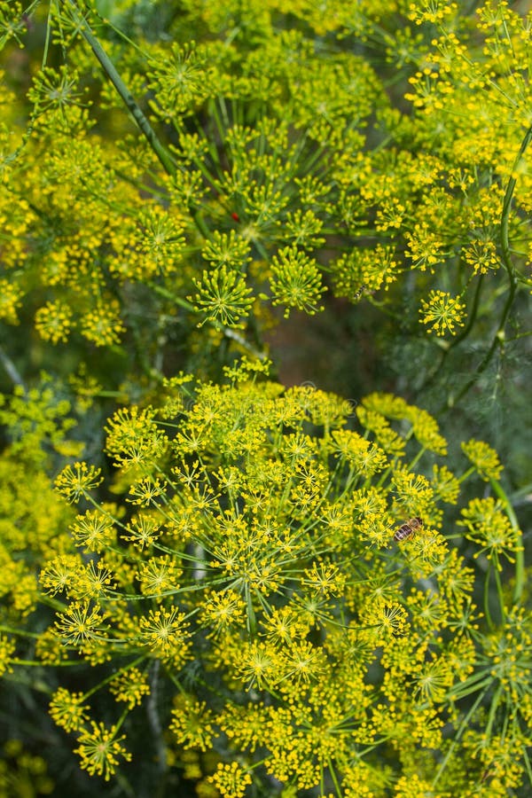 Organic Fennel Growing in Garden. Stock Photo - Image of flavor, close ...