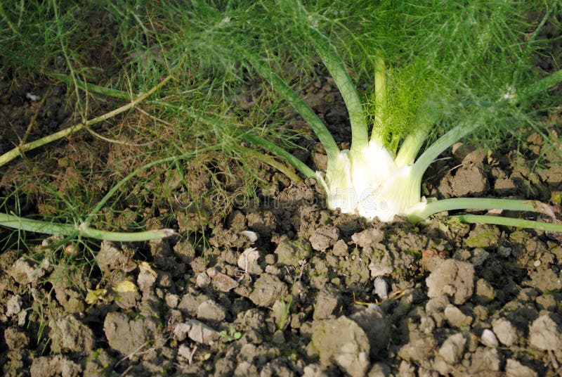 Organic fennel still in soil