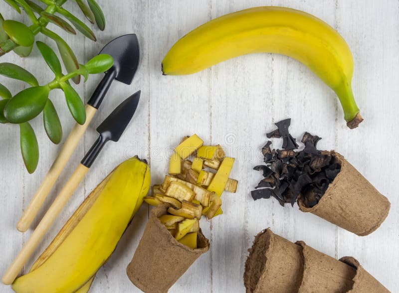 Organic Fertilizer Made from Banana Peel. Stock Photo Image of fruit