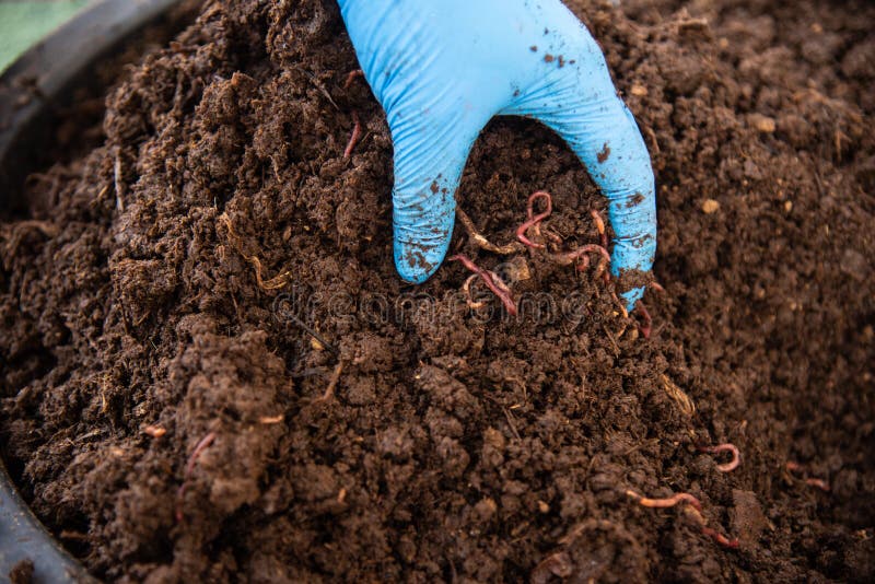 Bio fertilizer earthworm. stock image. Image of compost 108809045