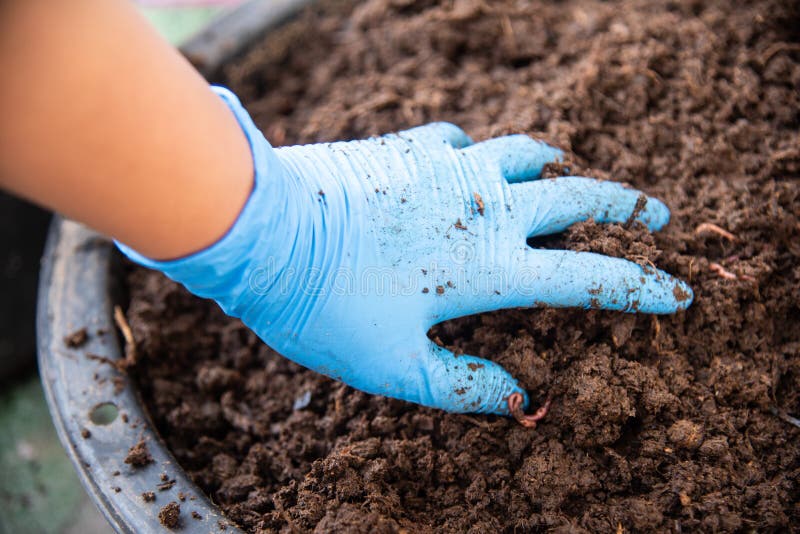 Bio fertilizer earthworm. stock image. Image of compost 108809045