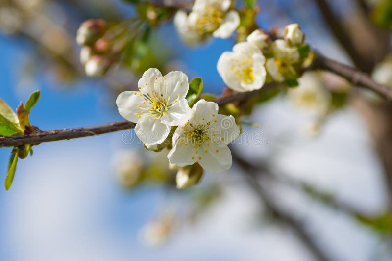 Organic flowering cherry in spring orchard at sunny day stock images Organic flowering cherry in spring orchard at sunny day stock images