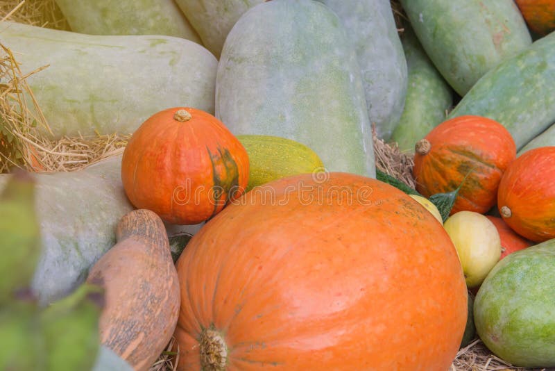 Organic Food with Assorted Raw Vegetables in Garden Stock Photo Image