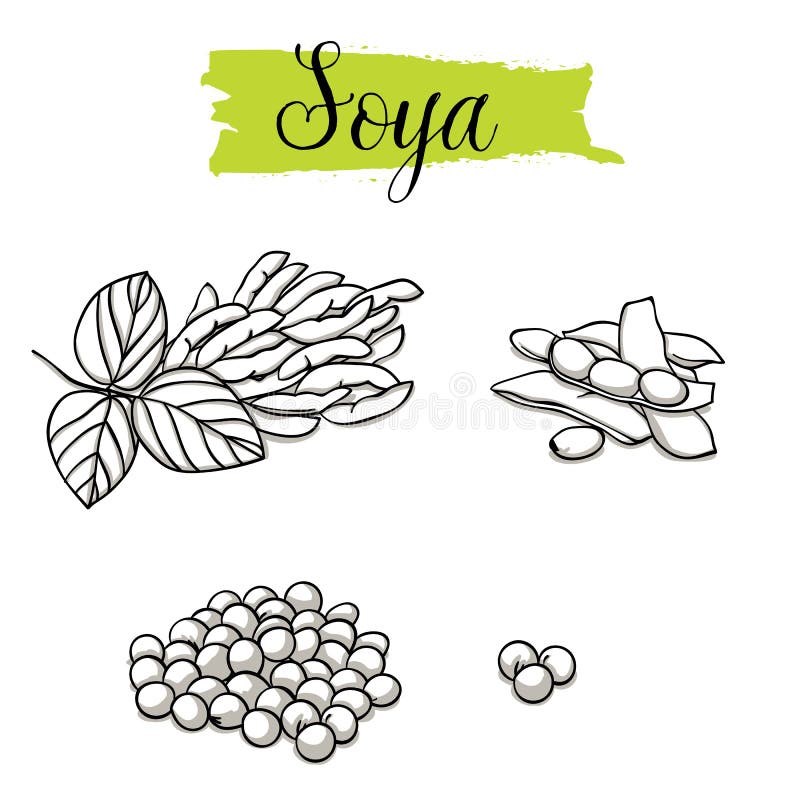 Soybean background nut leaf icons handdrawn sketch Vectors graphic art  designs in editable .ai .eps .svg .cdr format free and easy download  unlimit id:6832006