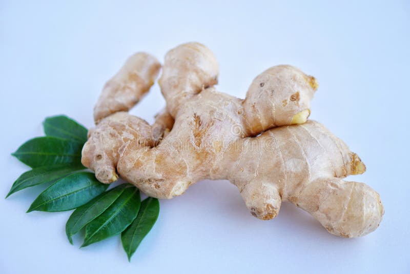 Organic Fresh Ginger Roots. Thai Herb and Ingredient for Cooking Stock