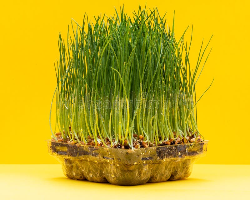 800X Organic Wheatgrass Wheat Grass Seeds For Sprouting Pets Health