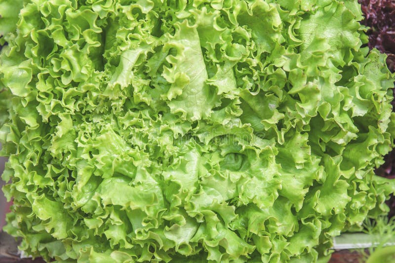 Organic Fresh Lettuce Ready for Selling at Vegetable Market Stock Image