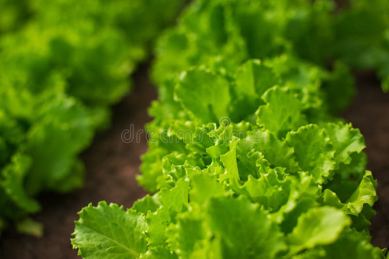 Organic Freshness Lettuce Growing on a Garden Stock Photo Image of