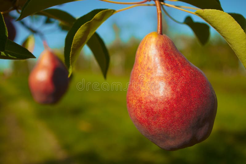 Organic fruit pear in tree cultivated orchard farm agriculture royalty free stock photography Organic fruit pear in tree cultivated orchard farm agriculture royalty free stock photography