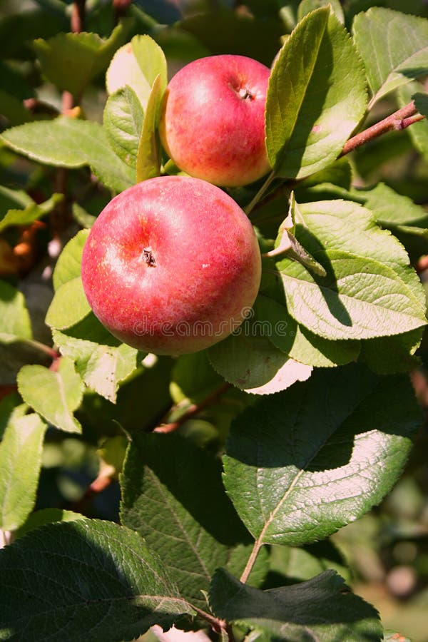 Organic Gala Apples stock image. Image of fresh, yellow 27259113