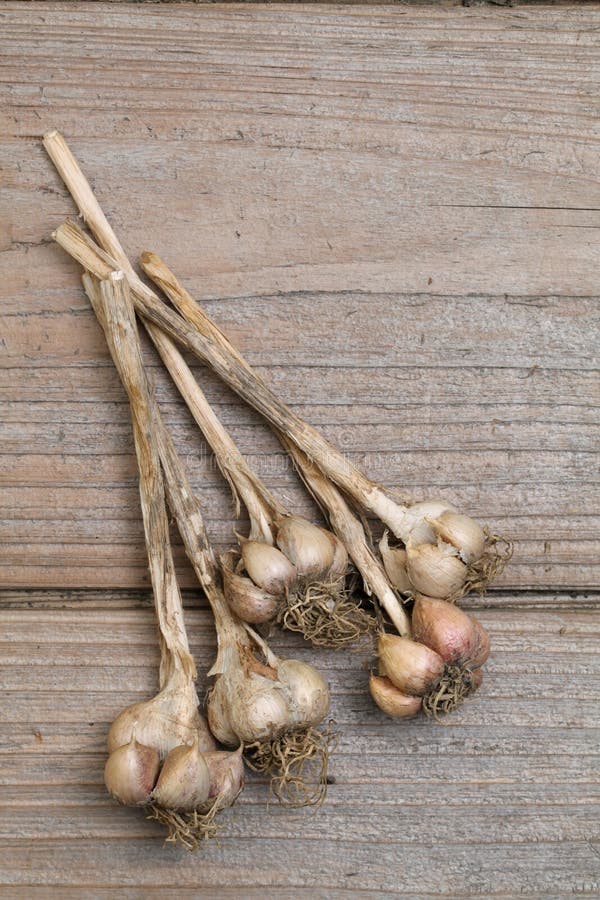 Organic garlic stock photo. Image of herbal, fresh, eating 25772118