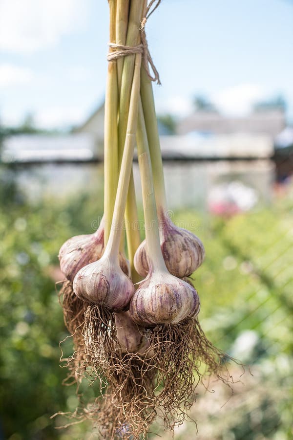 Organic Garlic , Fresh Garlic Isolated Stock Image Image of leaf