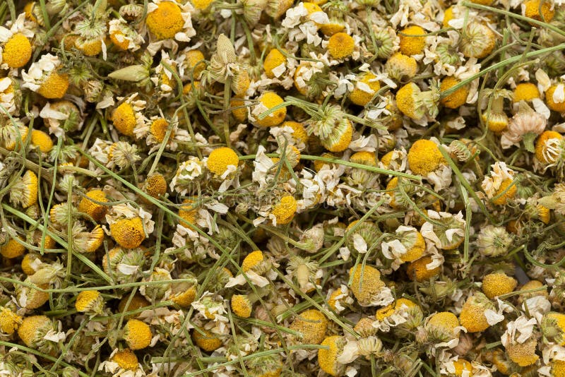 Organic German chamomile (Matricaria chamomilla) flowers.