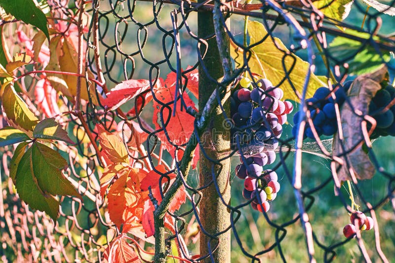 Organic grapes on an old vineyard`s wire mesh fence in autumn royalty free stock photography Organic grapes on an old vineyard`s wire mesh fence in autumn royalty free stock photography