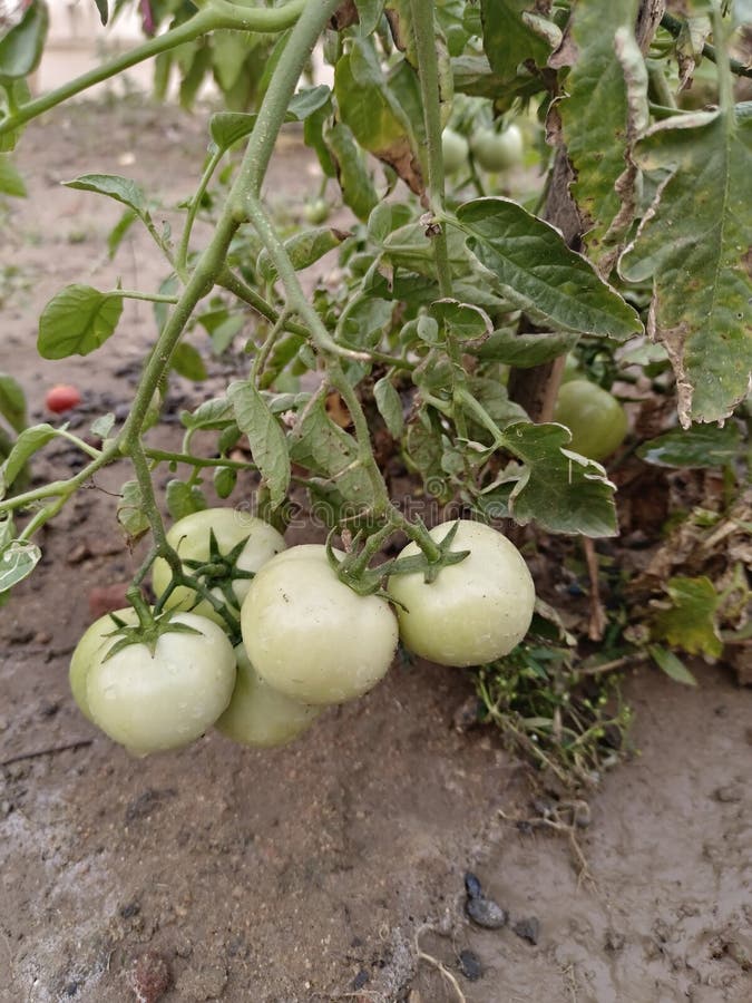 Organic Great White Tomato Plants in the Garden Stock Image Image of