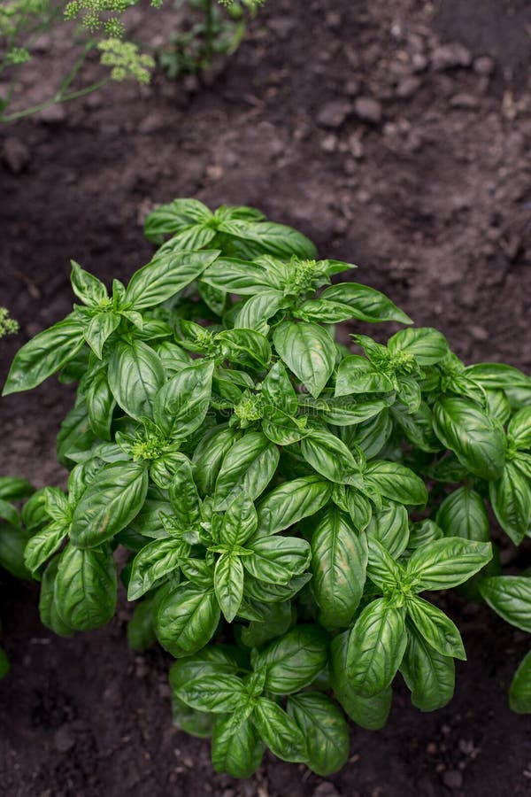Organic Green Basil Plant in the Garden Stock Photo Image of gardening, basil 144655808