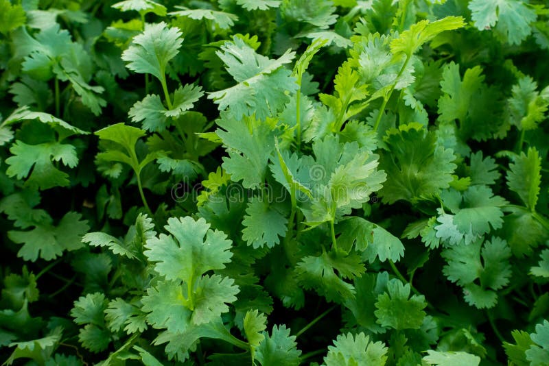 Organic Green Coriander in Vegetable Garden, Thai Herb Stock Image