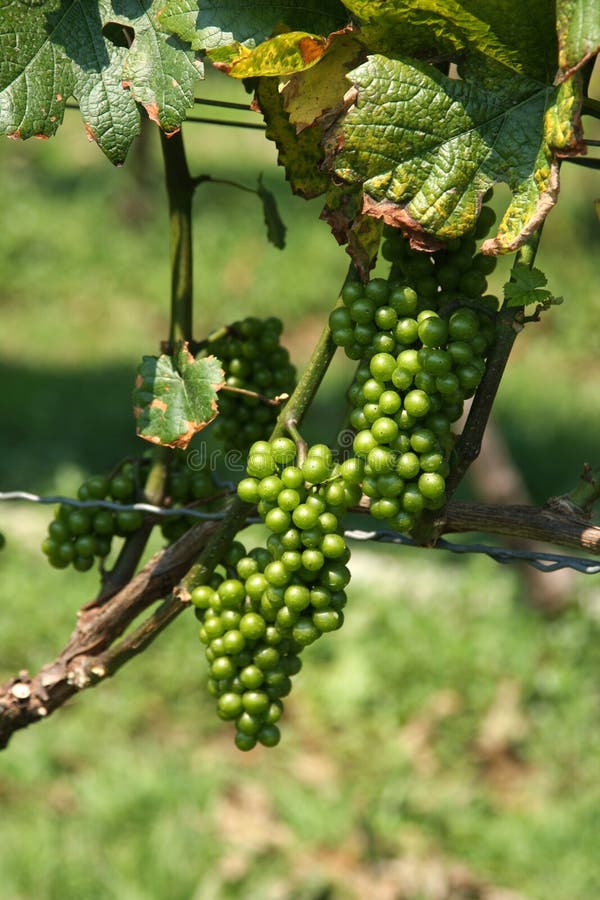Organic Green Grapes on Vine