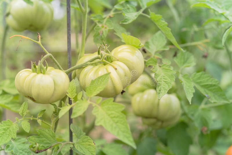 Heirloom Tomatoes: Growing, Cooking, and Preserving This Southern Treasure