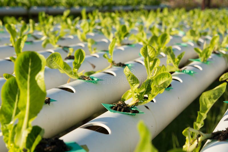 BANIRO Liquid Plant Food - Hydroponics Nutrients for Indoor House ...